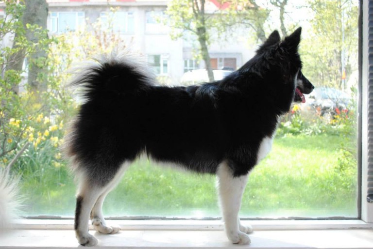 Icelandic sheepdog puppies ISD puppies for sale ) Langhus Lukka Horse tours and Finding