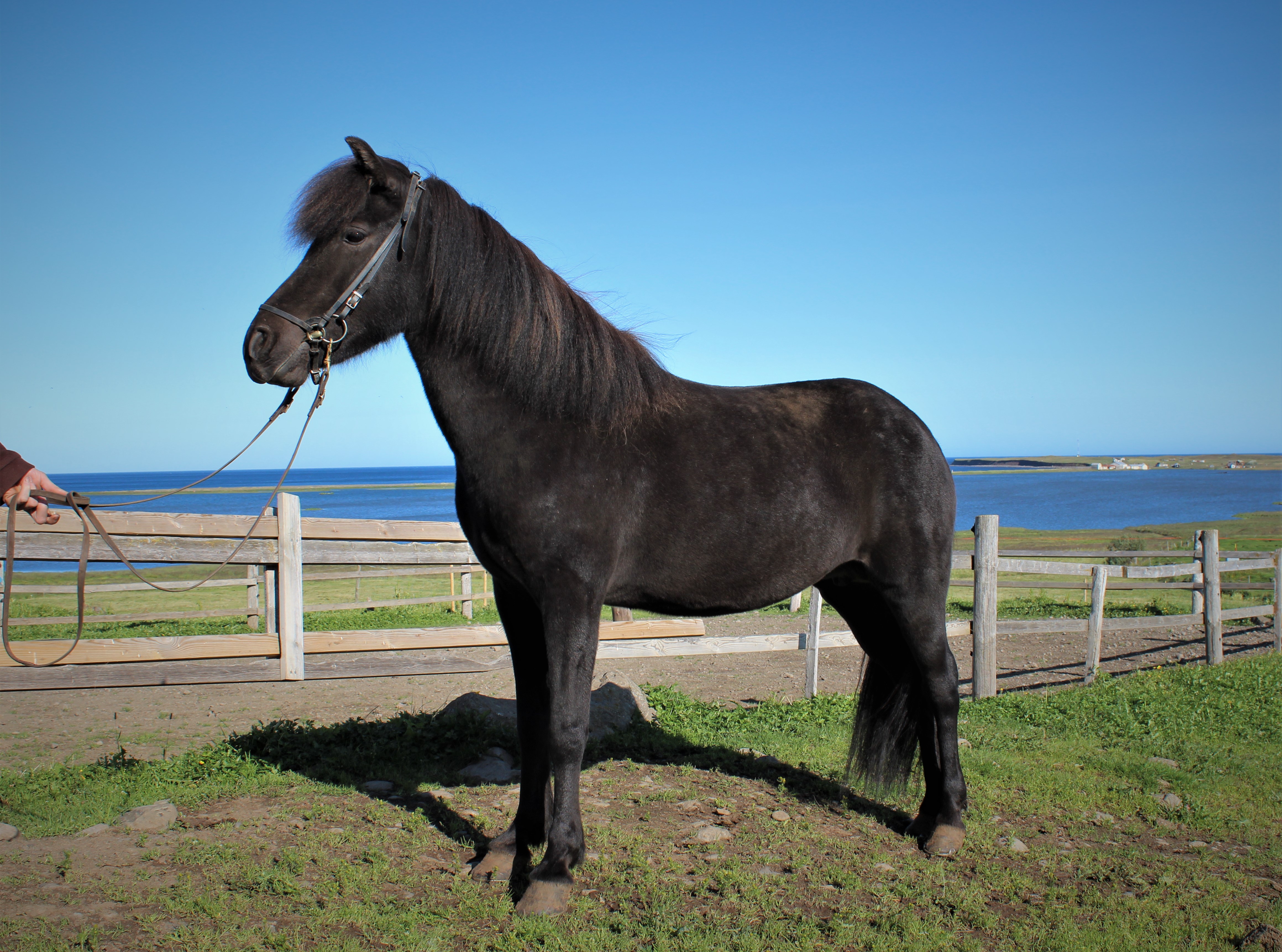Hrefna is for sale - a top breeding mare and gorgeous riding horse. -  Langhus Lukka Horse tours and Finding your dream horse.