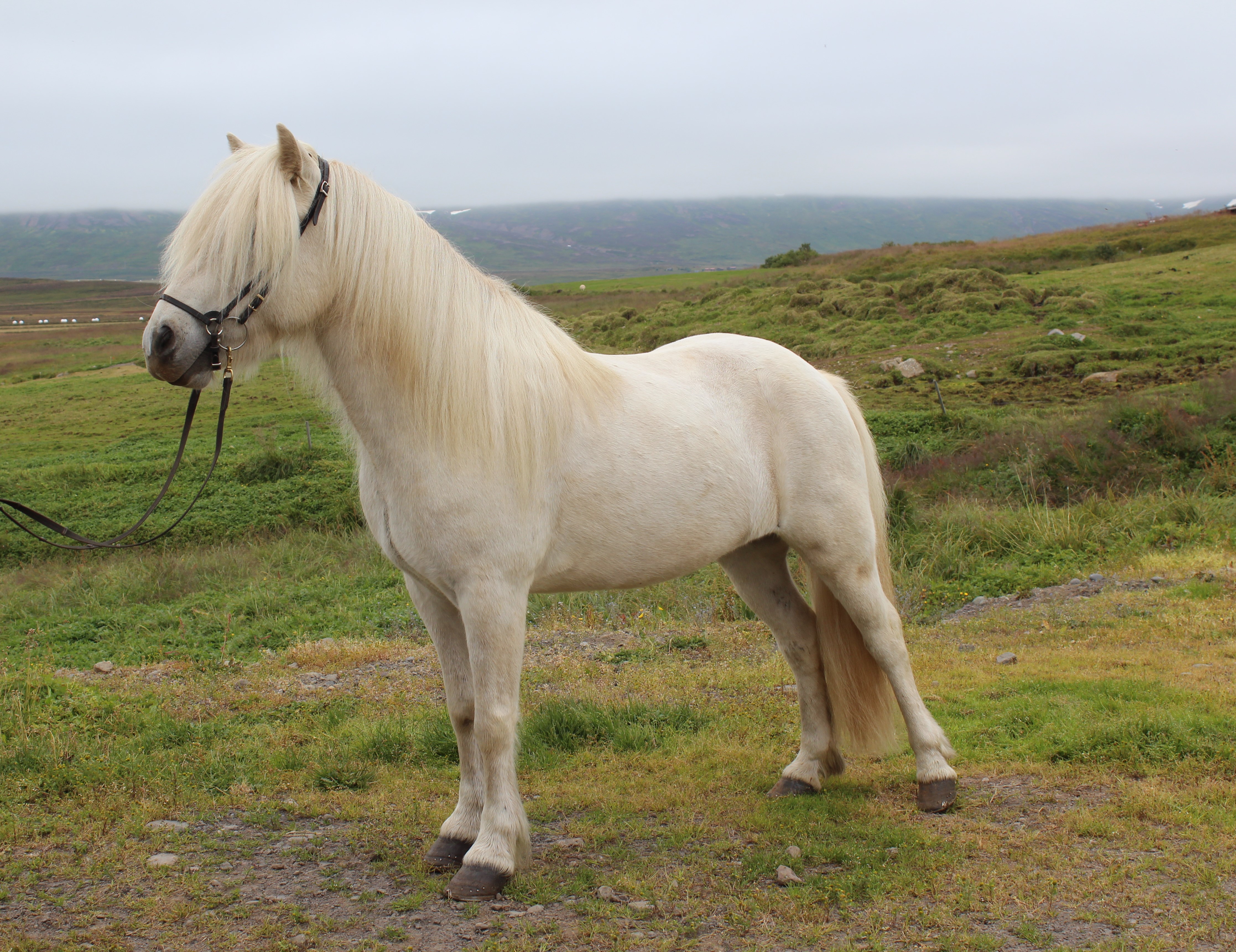 We have horses for sale – contact us for info